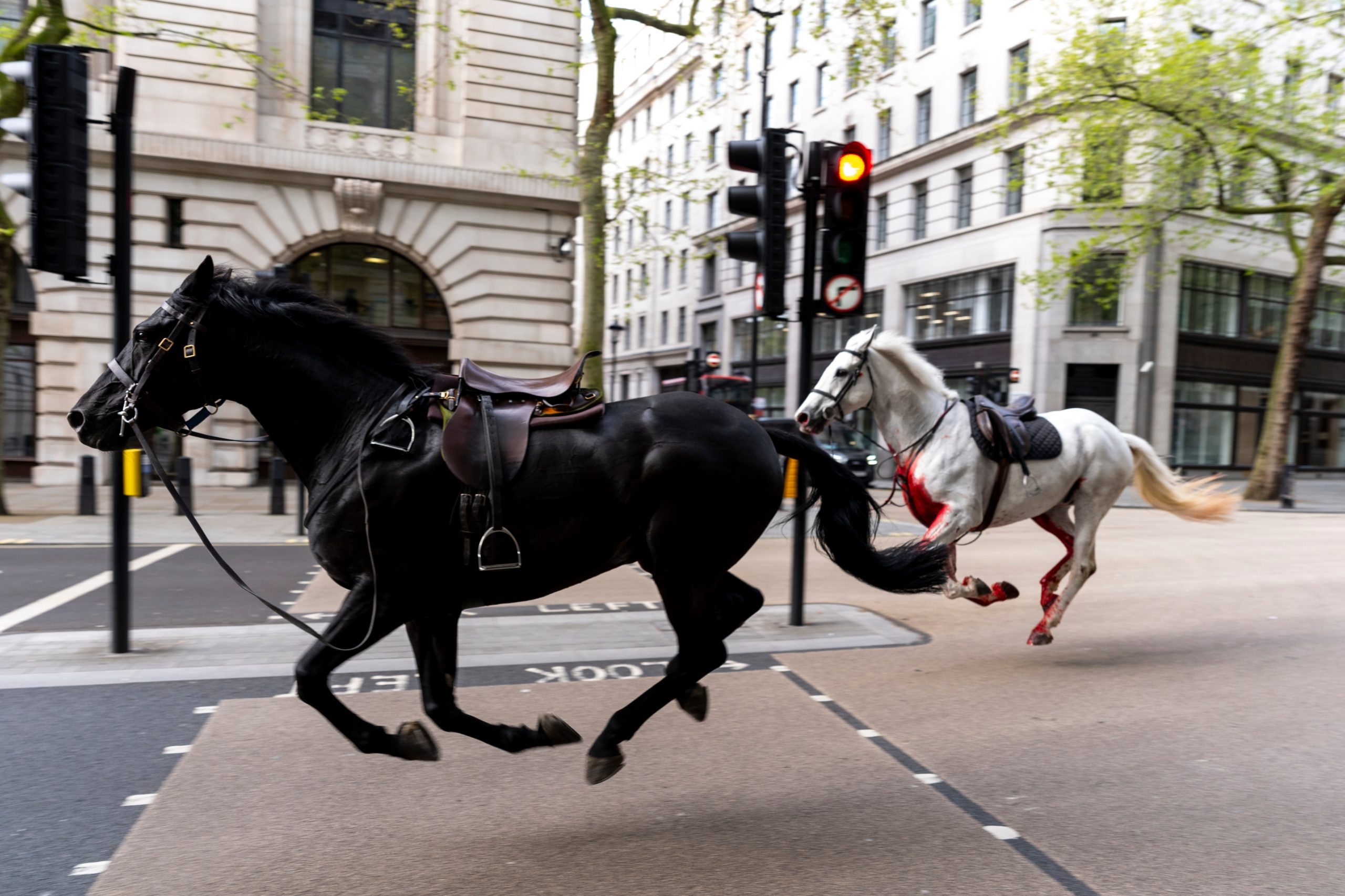 La policía confirmó más tarde que dos caballos habían sido 