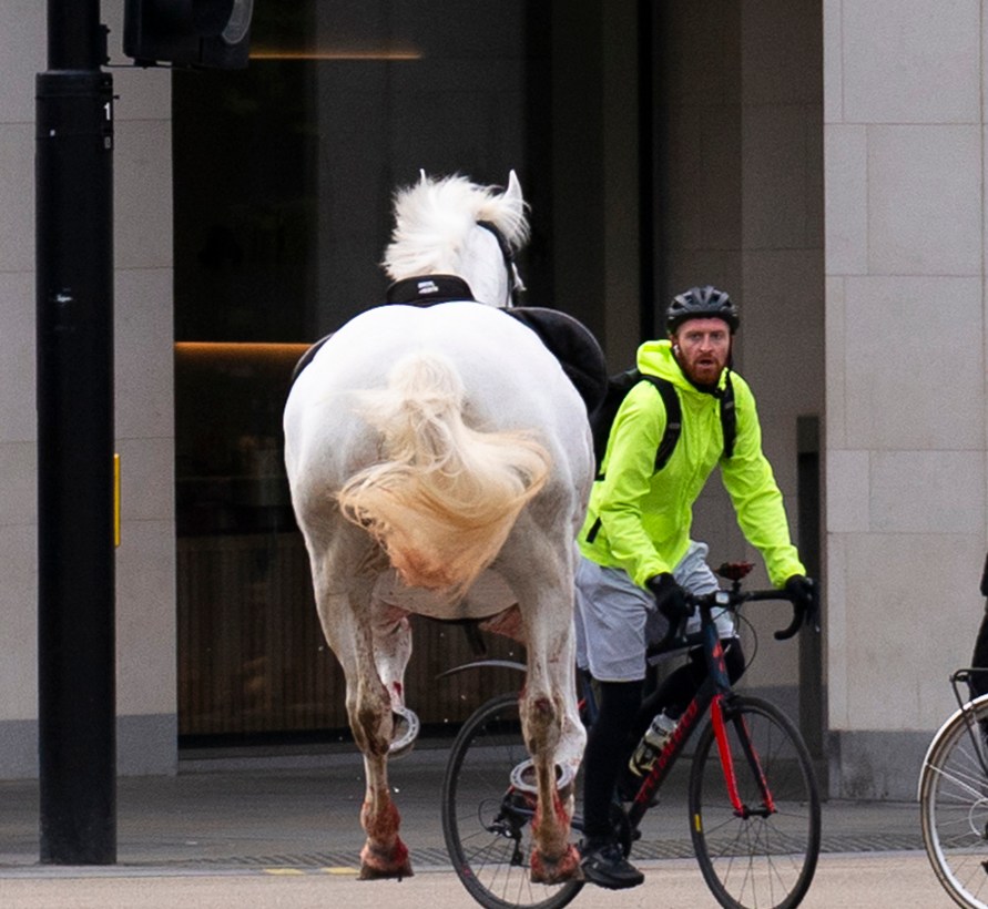 Los caballos escapados causaron alarma en las calles de la capital